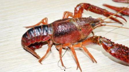 小龙虾转盘爆料视频在线观看,视频内容大起底 第3张 小龙虾转盘爆料视频在线观看,视频内容大起底 第3张